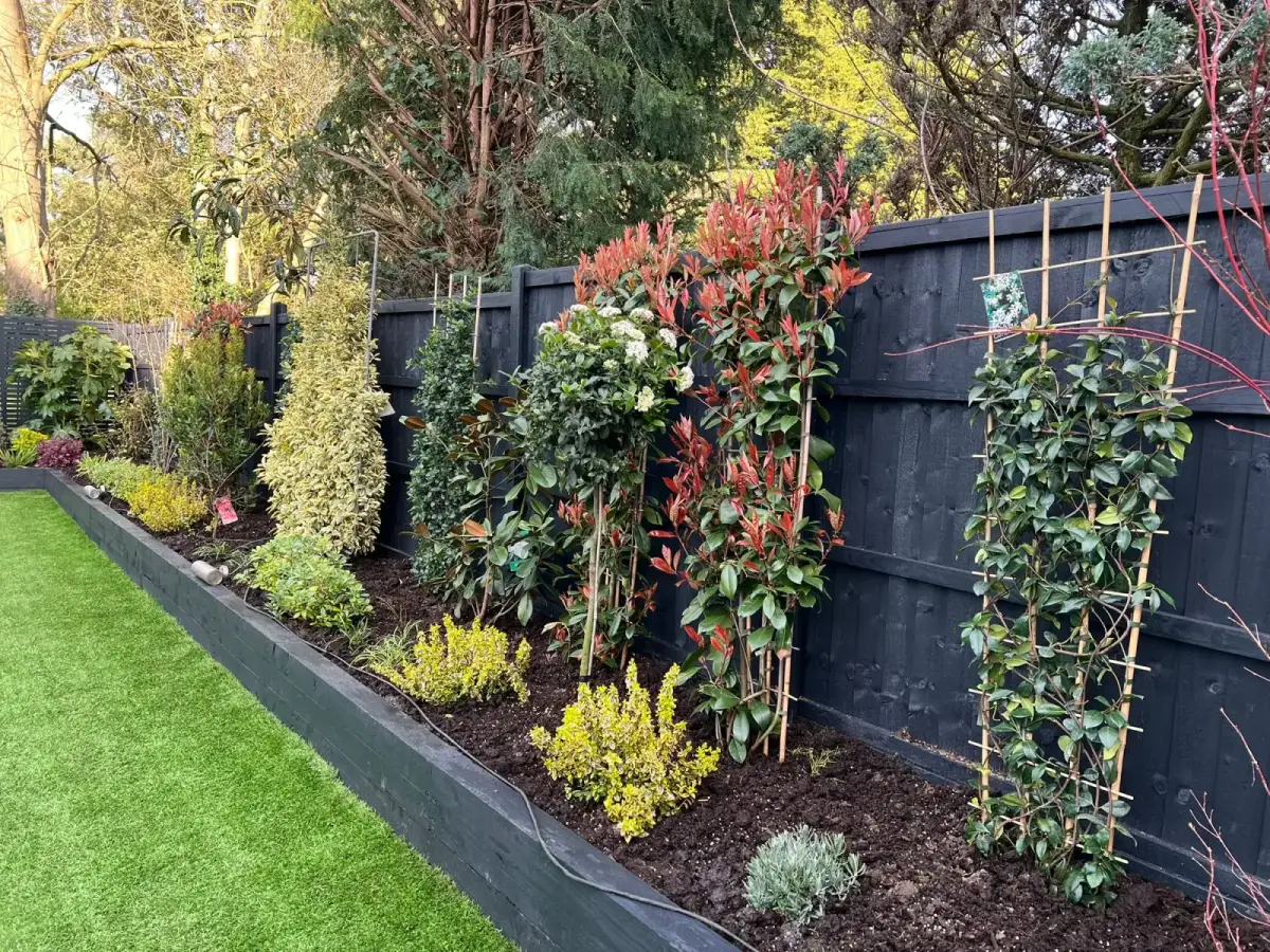Detail of the new raised bed with cordyline, photinia and climbing trellis frames